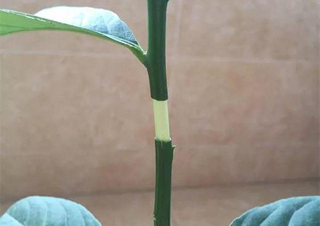春天在枝上劃個口子，抹點土捂2天，連冒一串大白根！