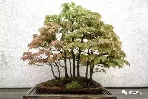 想學叢林式盆景製作嗎 這九步讓你變成高手