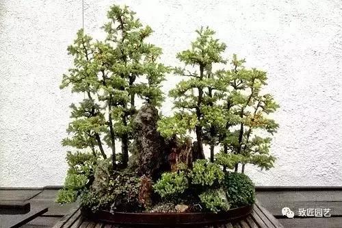 想學叢林式盆景製作嗎 這九步讓你變成高手