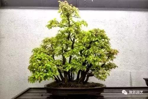 想學叢林式盆景製作嗎 這九步讓你變成高手