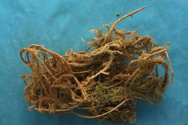 【伸筋草】的神奇功效與作用，治療關節酸痛及四肢麻木，還能降血壓，有關節痛的人要知道