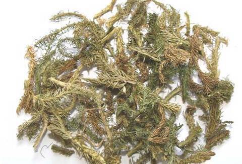 【伸筋草】的神奇功效與作用，治療關節酸痛及四肢麻木，還能降血壓，有關節痛的人要知道