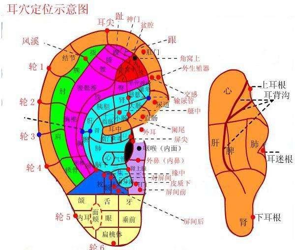 耳朵上的健康開關，每天5分鐘，揉一揉，祛疾病！