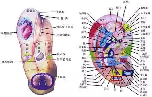 耳朵上的健康開關，每天5分鐘，揉一揉，祛疾病！