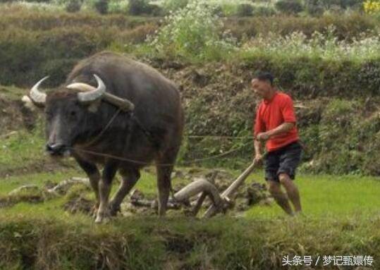 母親砍柴一月不見回，一日兒子山前發現身影，走到跟前他癱在地上