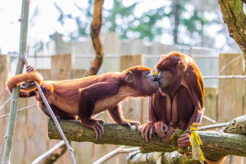 虎鯨也會喇舌！23張「動物們真情流露」的感人瞬間照片 