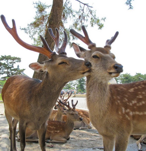 虎鯨也會喇舌！23張「動物們真情流露」的感人瞬間照片 