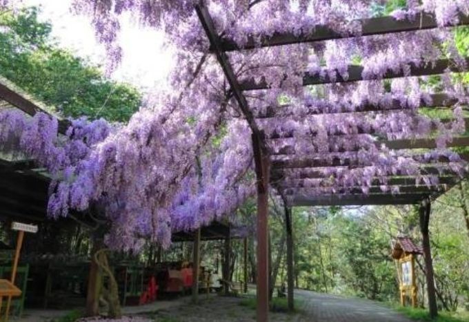 錯過等明年！全台6大賞紫藤花私房熱點報你知