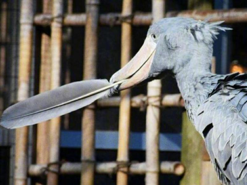 「世界最有禮的鳥」鞠躬必回禮　一開心還會拔下羽毛：給你當見面禮～