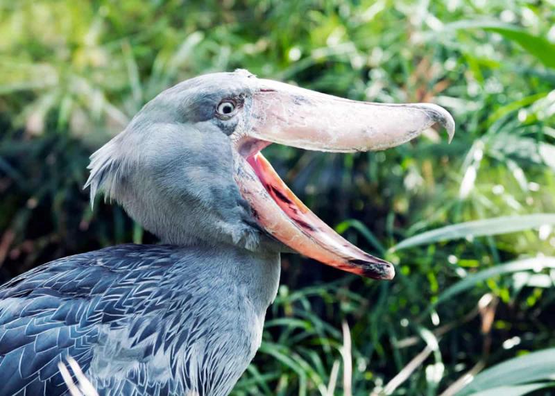 「世界最有禮的鳥」鞠躬必回禮　一開心還會拔下羽毛：給你當見面禮～