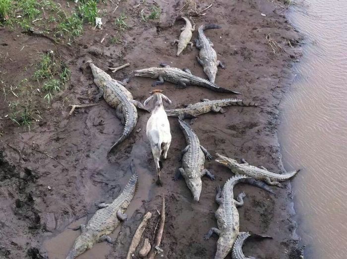 嘸咧驚啦！　25張「膽子特別大顆」的超霸氣動物