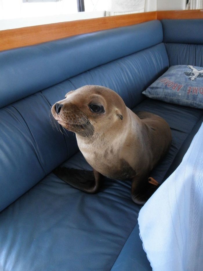 嘸咧驚啦！　25張「膽子特別大顆」的超霸氣動物