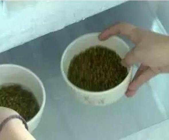 原來「煮綠豆」只要花2分鐘！90％的人都不知道！