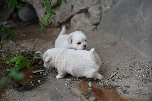 幼犬認主需要時間，四個月後才能記住主人，不要隨意無視愛犬
