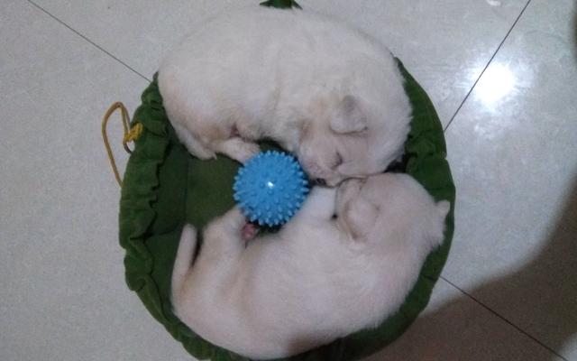 幼犬認主需要時間，四個月後才能記住主人，不要隨意無視愛犬