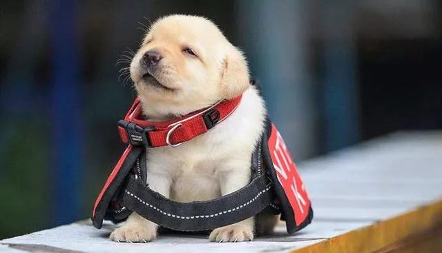 幼犬認主需要時間，四個月後才能記住主人，不要隨意無視愛犬