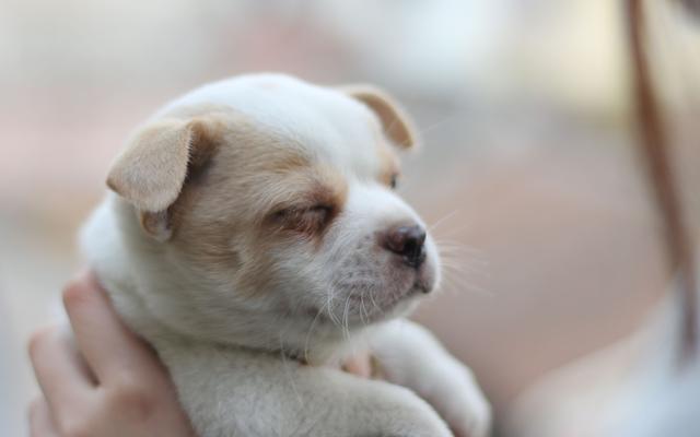 幼犬認主需要時間，四個月後才能記住主人，不要隨意無視愛犬