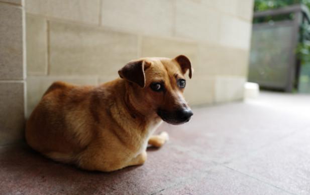 幼犬認主需要時間，四個月後才能記住主人，不要隨意無視愛犬