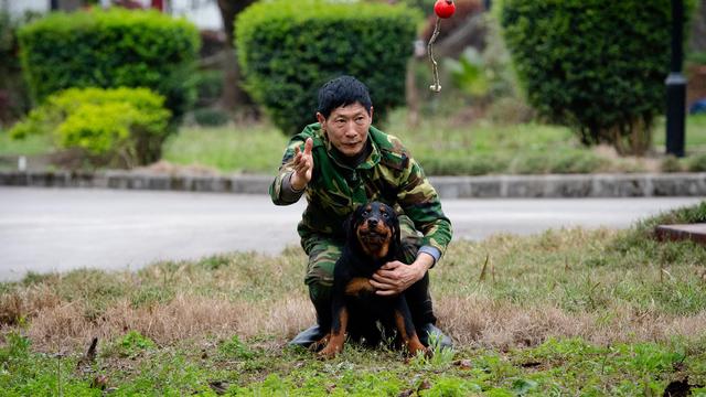 幼犬認主需要時間，四個月後才能記住主人，不要隨意無視愛犬