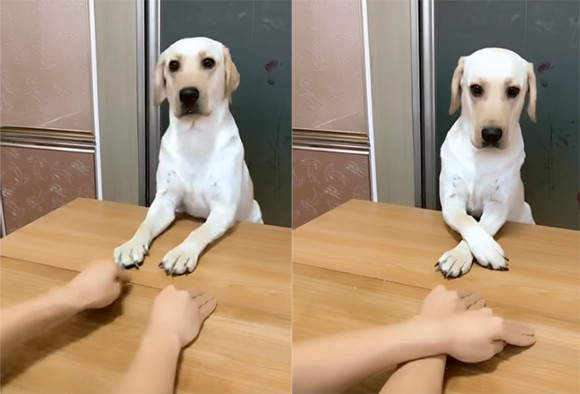 「左右左右犬」超會跟著主人擺擺手　學會簡單動作就輕鬆擄獲網友心 - 寵物星人的秘密基地