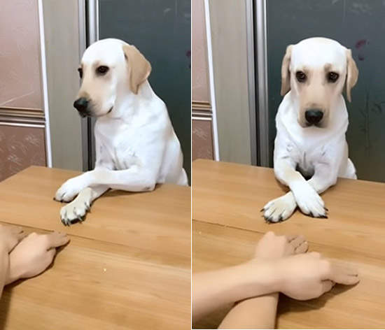 「左右左右犬」超會跟著主人擺擺手　學會簡單動作就輕鬆擄獲網友心 - 寵物星人的秘密基地