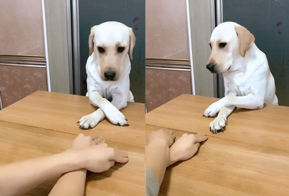 「左右左右犬」超會跟著主人擺擺手　學會簡單動作就輕鬆擄獲網友心 - 寵物星人的秘密基地