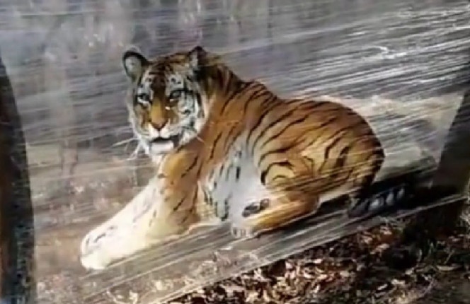 花276元進入「突破想像力的」動物園　眼前的「動物」讓遊客傻眼：沒錢請工讀生？