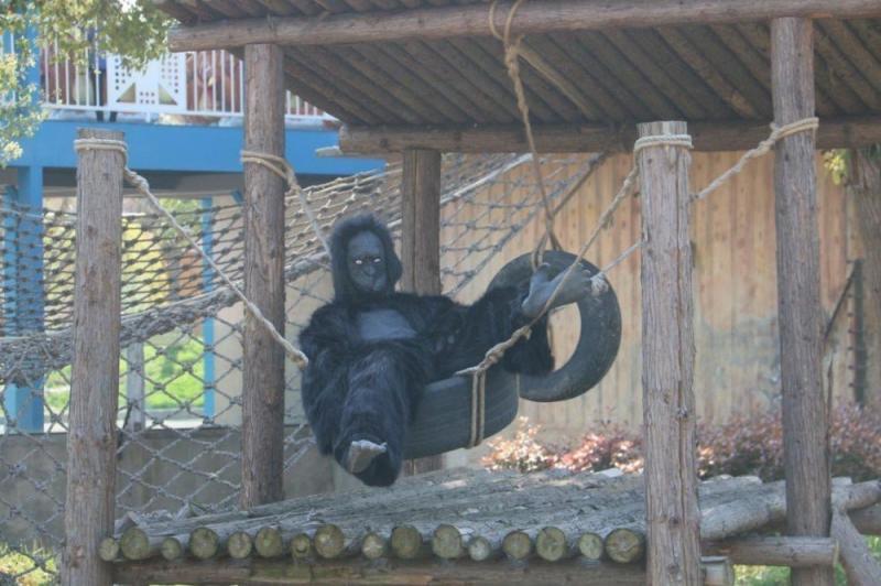 花276元進入「突破想像力的」動物園　眼前的「動物」讓遊客傻眼：沒錢請工讀生？