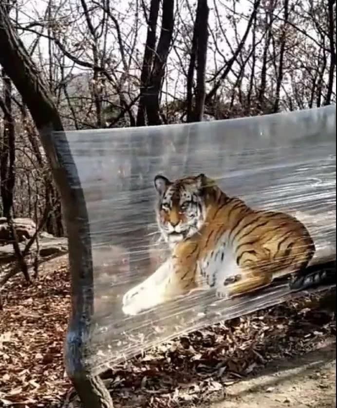 花276元進入「突破想像力的」動物園　眼前的「動物」讓遊客傻眼：沒錢請工讀生？