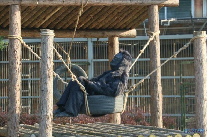 花276元進入「突破想像力的」動物園　眼前的「動物」讓遊客傻眼：沒錢請工讀生？