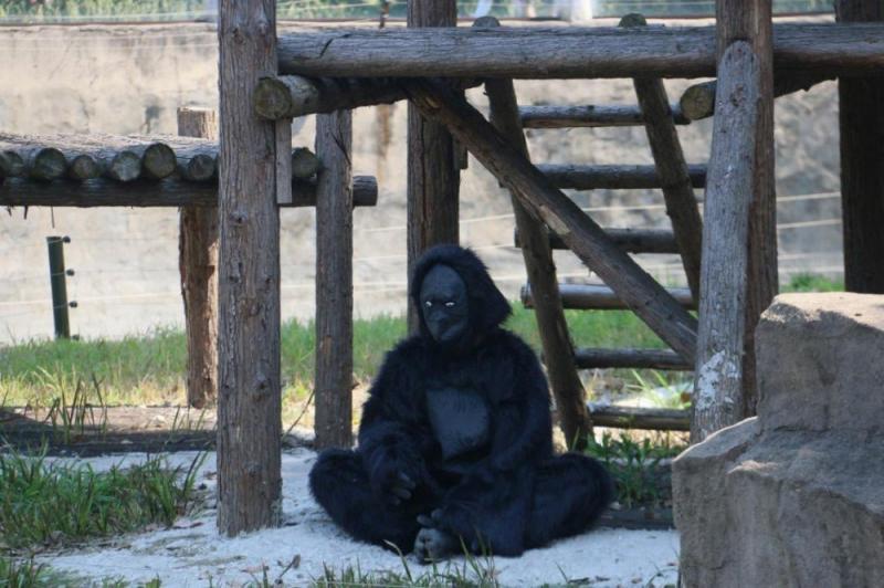 花276元進入「突破想像力的」動物園　眼前的「動物」讓遊客傻眼：沒錢請工讀生？