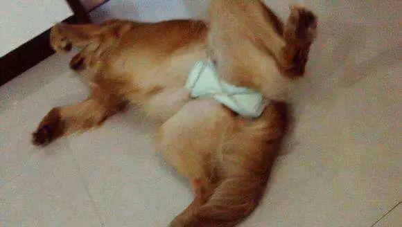 狗狗生理期需主人陪伴，為避免愛犬受到傷害，鏟屎官要備好安全褲