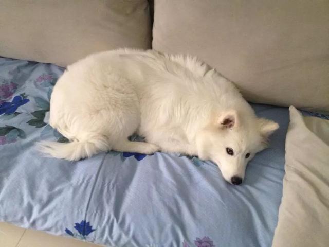 狗狗生理期需主人陪伴，為避免愛犬受到傷害，鏟屎官要備好安全褲