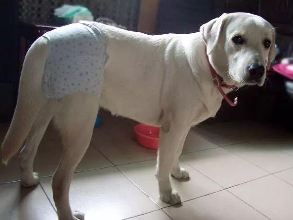 狗狗生理期需主人陪伴，為避免愛犬受到傷害，鏟屎官要備好安全褲
