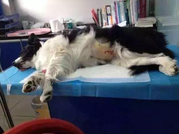 狗狗生理期需主人陪伴，為避免愛犬受到傷害，鏟屎官要備好安全褲