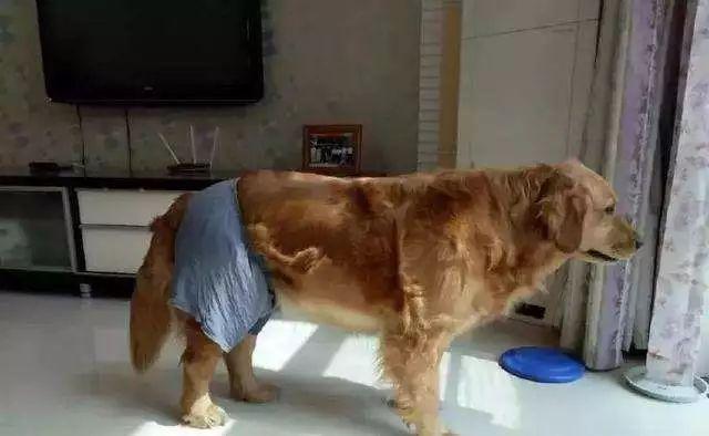 狗狗生理期需主人陪伴，為避免愛犬受到傷害，鏟屎官要備好安全褲