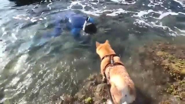 狗狗看到有人溺水，瘋狂吠主人求助，主人一臉無奈拍視頻