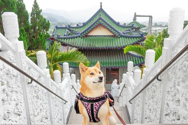 狗狗看到有人溺水，瘋狂吠主人求助，主人一臉無奈拍視頻