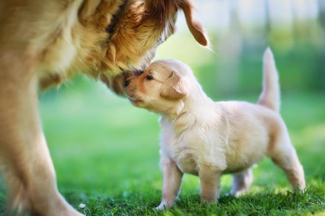 研究表明：不跟狗媽媽互動的幼犬，長大後更易成為優秀工作犬