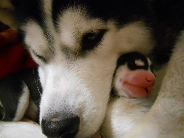 研究表明：不跟狗媽媽互動的幼犬，長大後更易成為優秀工作犬