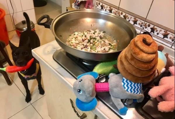 主人忘記喂狗晚飯，狗狗叼超大雞腿玩偶：「主人我要換吃的！」