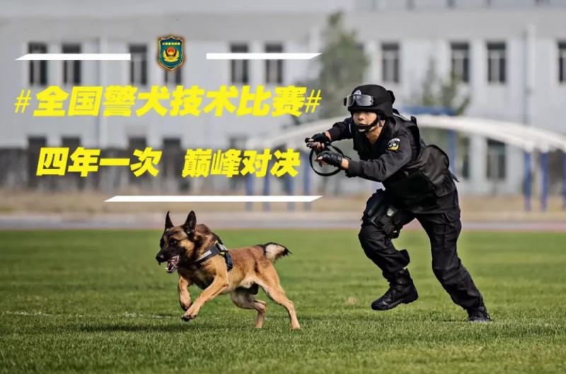 被劃到了…萌警犬比賽「臨時貼OK繃」　眼神超堅定：我4男子漢不會哭 