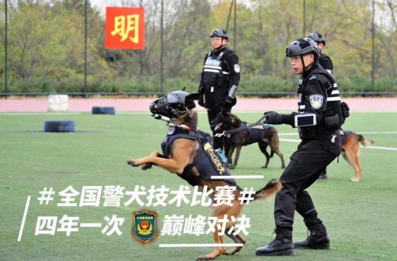 被劃到了…萌警犬比賽「臨時貼OK繃」　眼神超堅定：我4男子漢不會哭 