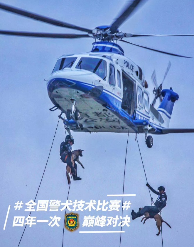 被劃到了…萌警犬比賽「臨時貼OK繃」　眼神超堅定：我4男子漢不會哭 