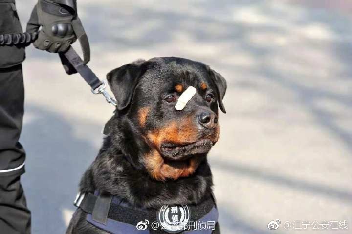 被劃到了…萌警犬比賽「臨時貼OK繃」　眼神超堅定：我4男子漢不會哭 
