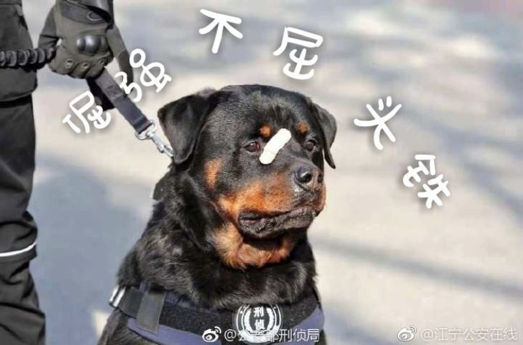 被劃到了…萌警犬比賽「臨時貼OK繃」　眼神超堅定：我4男子漢不會哭 