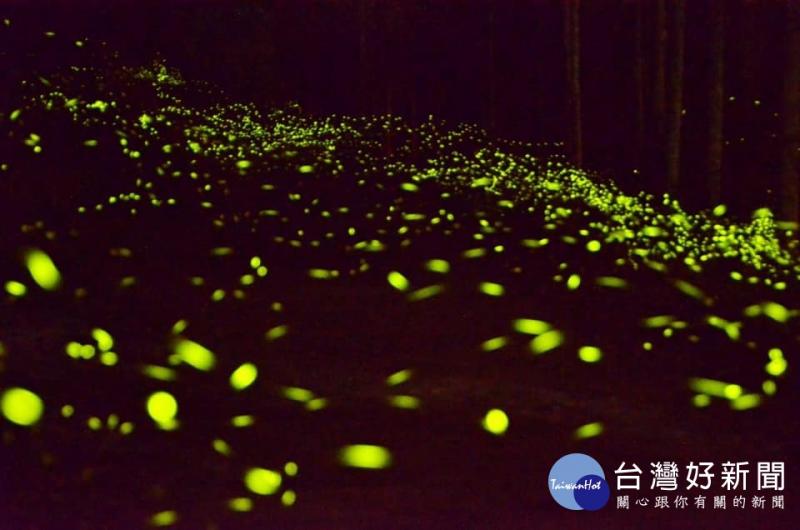 農村四季之歌　「跟著蝴蝶去旅行」賞桐趣