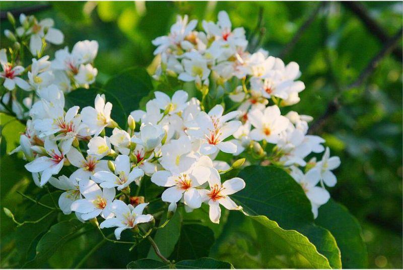 4月桐花雪紛飛！全台10大浪漫賞桐秘境大公開
