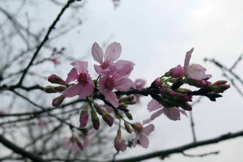 4月桐花雪紛飛！全台10大浪漫賞桐秘境大公開