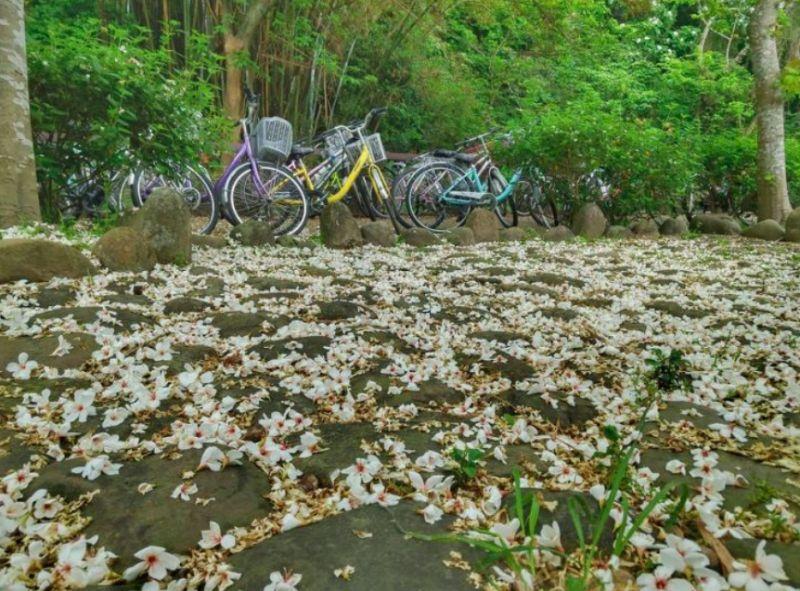 4月桐花雪紛飛！全台10大浪漫賞桐秘境大公開